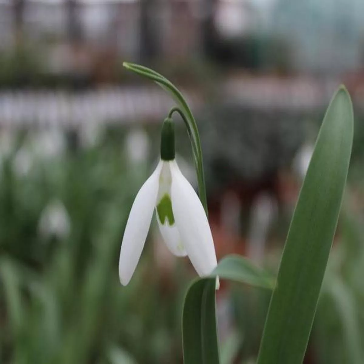 Galanthus elwesii Long DropSnowdrop