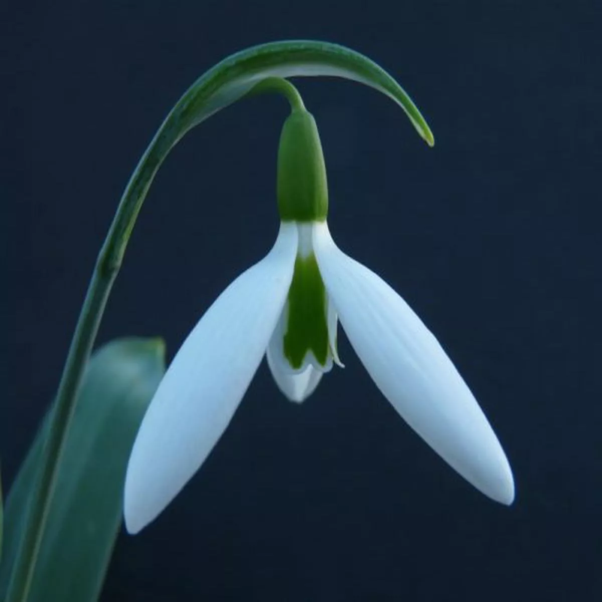Galanthus elwesii SickleSnowdrop