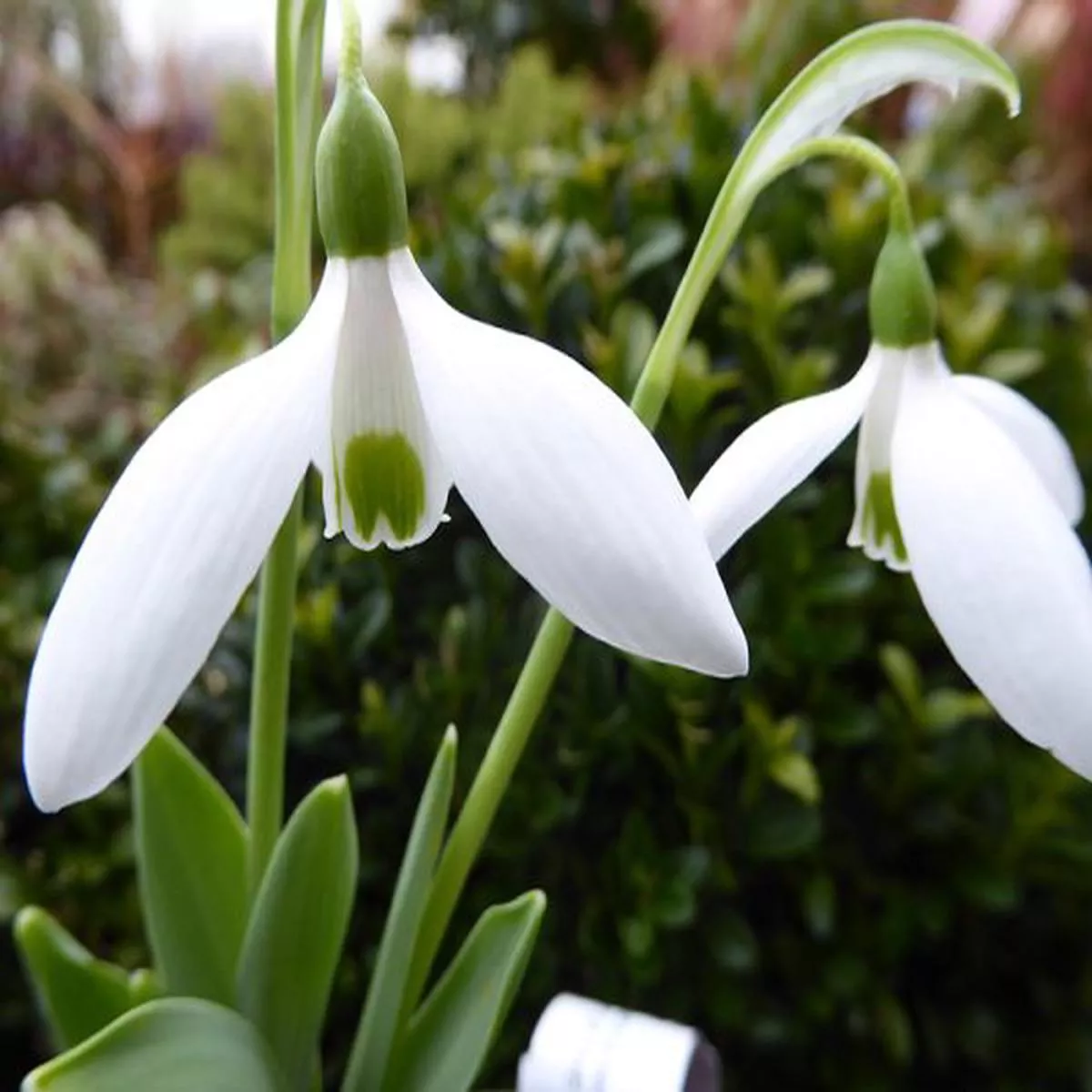 Galanthus elwesii var. monostictus J.S. BachSnowdrop