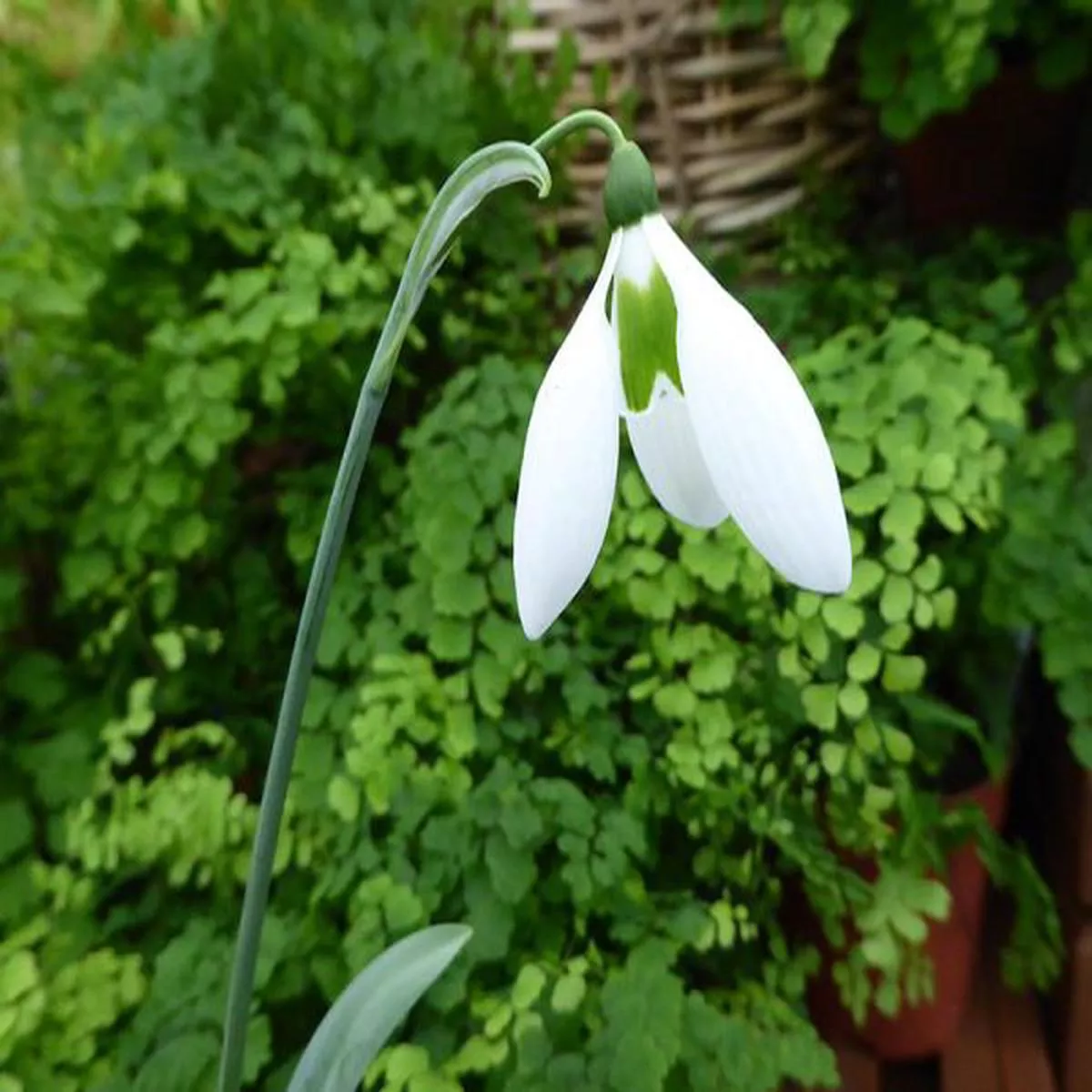 Galanthus elwesii WhittalliiSnowdrop
