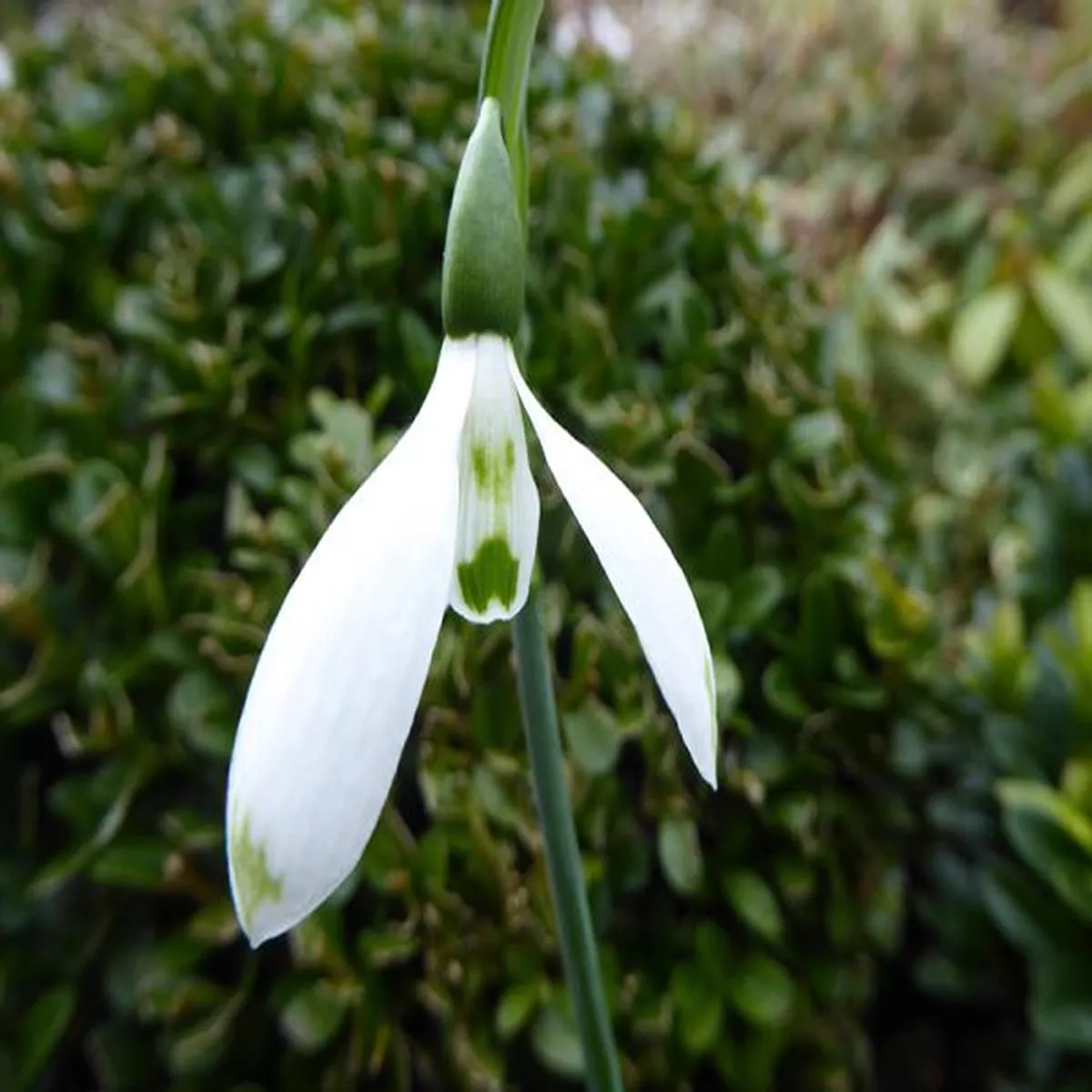 Galanthus Henley Green SpotSnowdrop