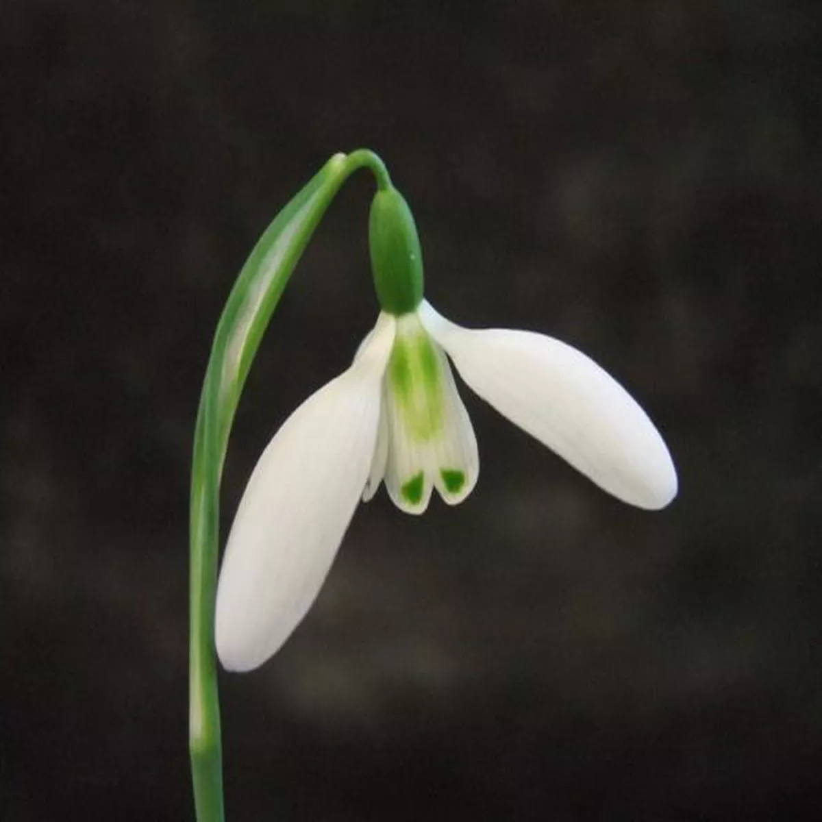 Galanthus KettonSnowdrop