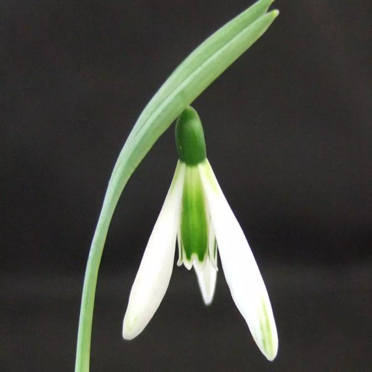 Galanthus Modern ArtSnowdrop