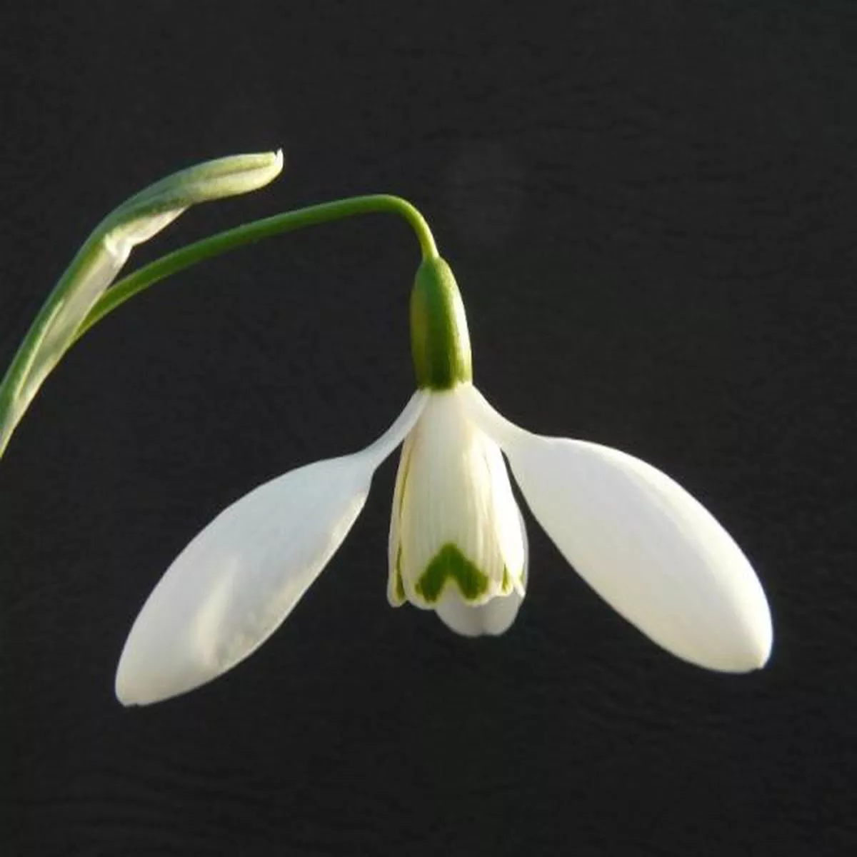 Galanthus Mrs McNamaraSnowdrop