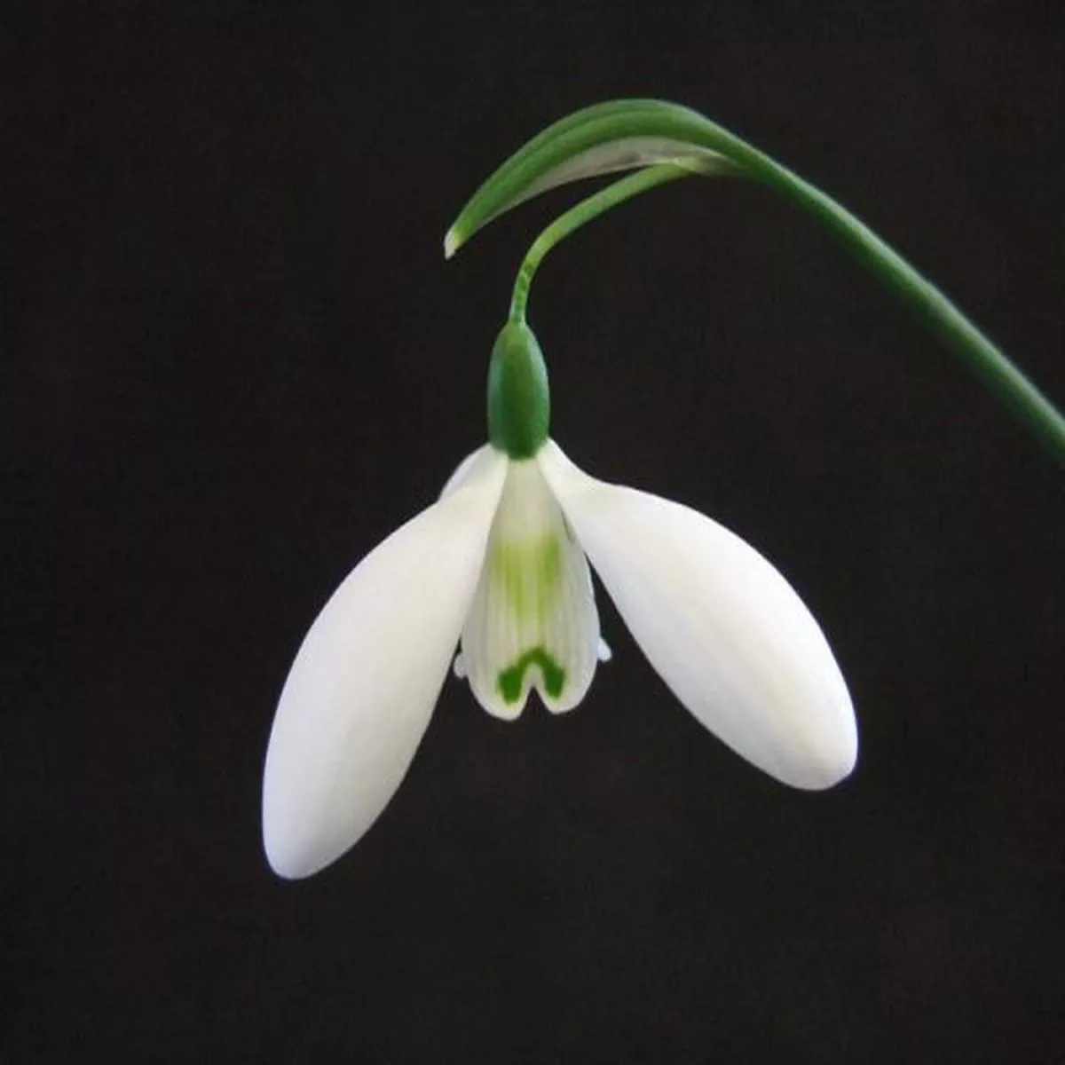 Galanthus Mrs ThompsonSnowdrop
