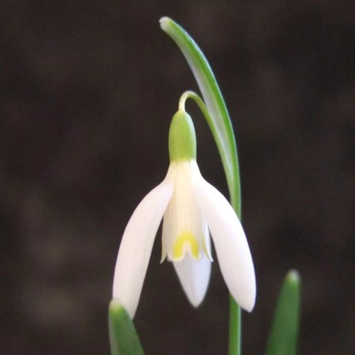 Galanthus nivalis Blonde IngeSnowdrop