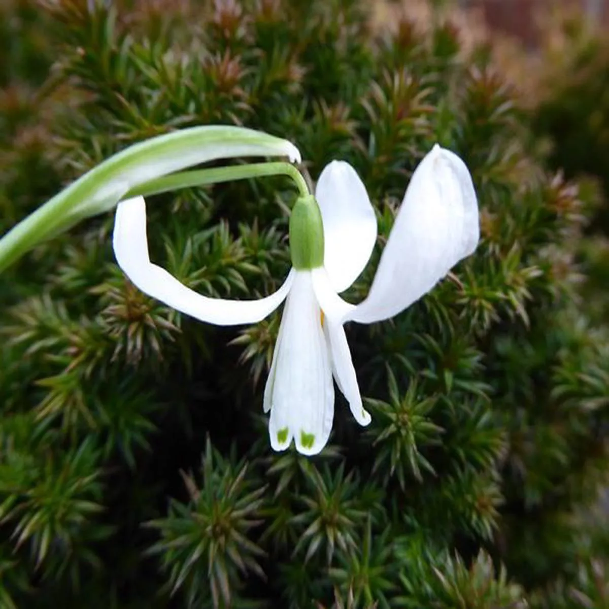 Galanthus nivalis EgretSnowdrop