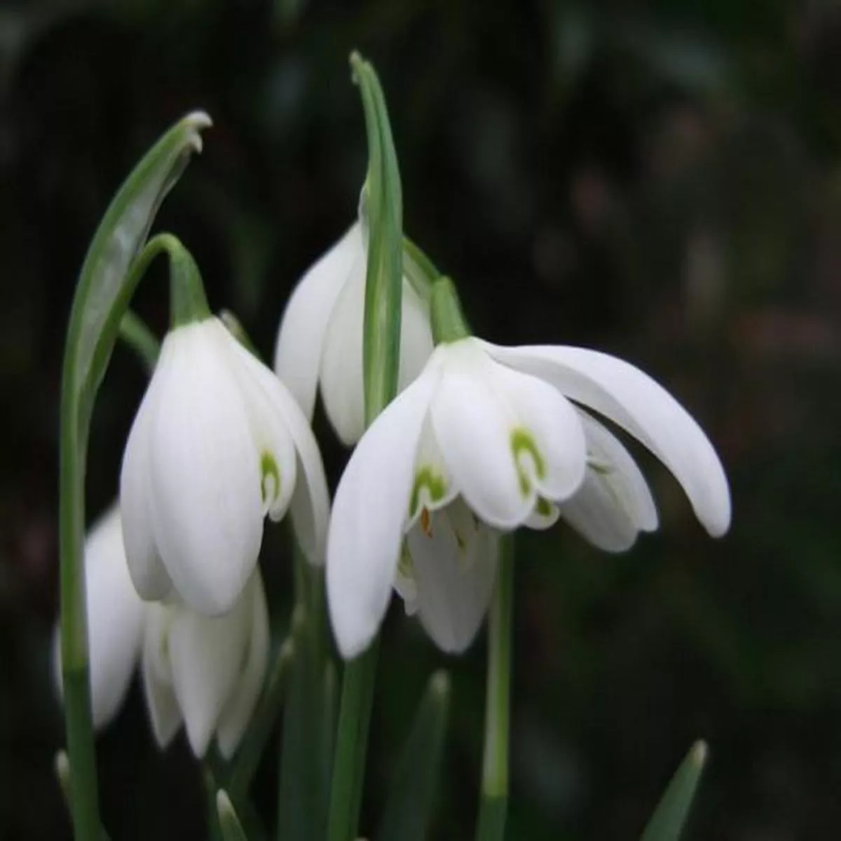 Galanthus nivalis Flore PlenoCommon Snowdrop