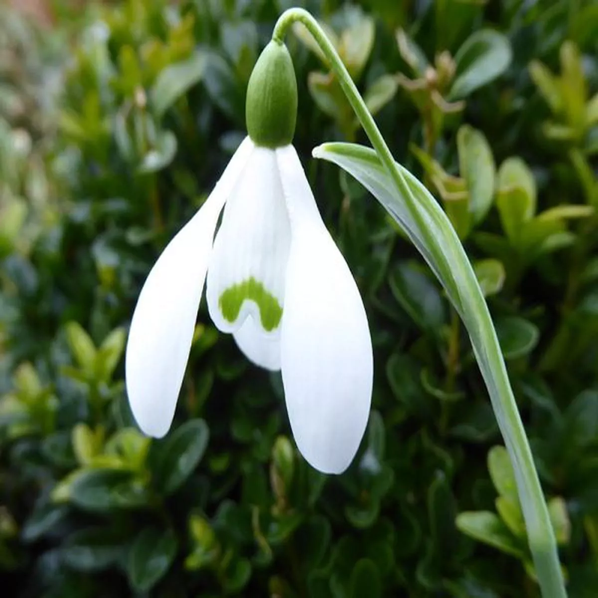 Galanthus nivalis Magnet (1 Litre)Snowdrop