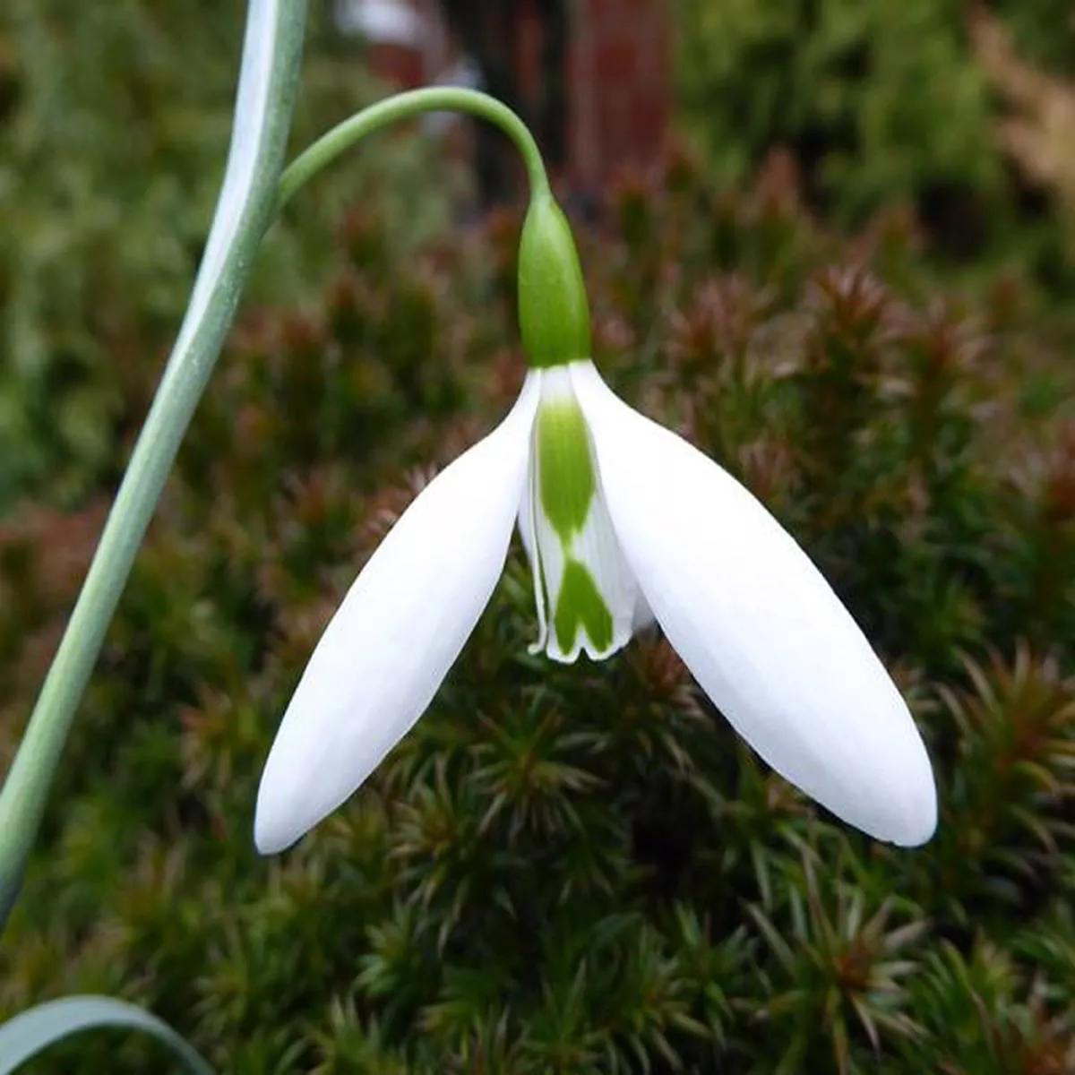 Galanthus North Green WaspSnowdrop