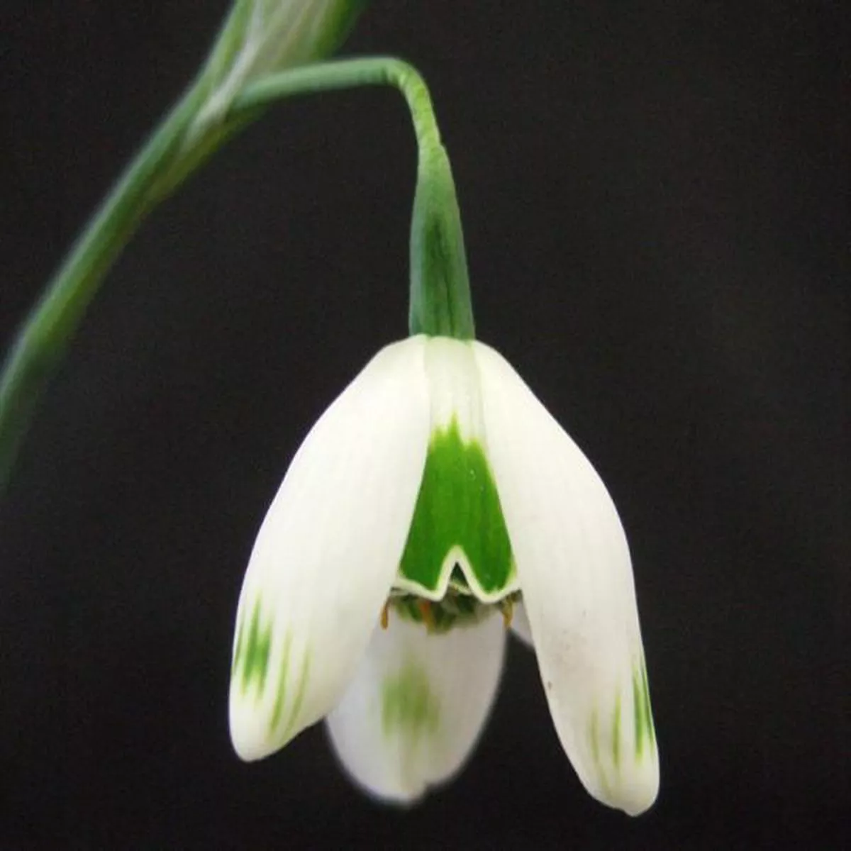 Galanthus OpheliaSnowdrop