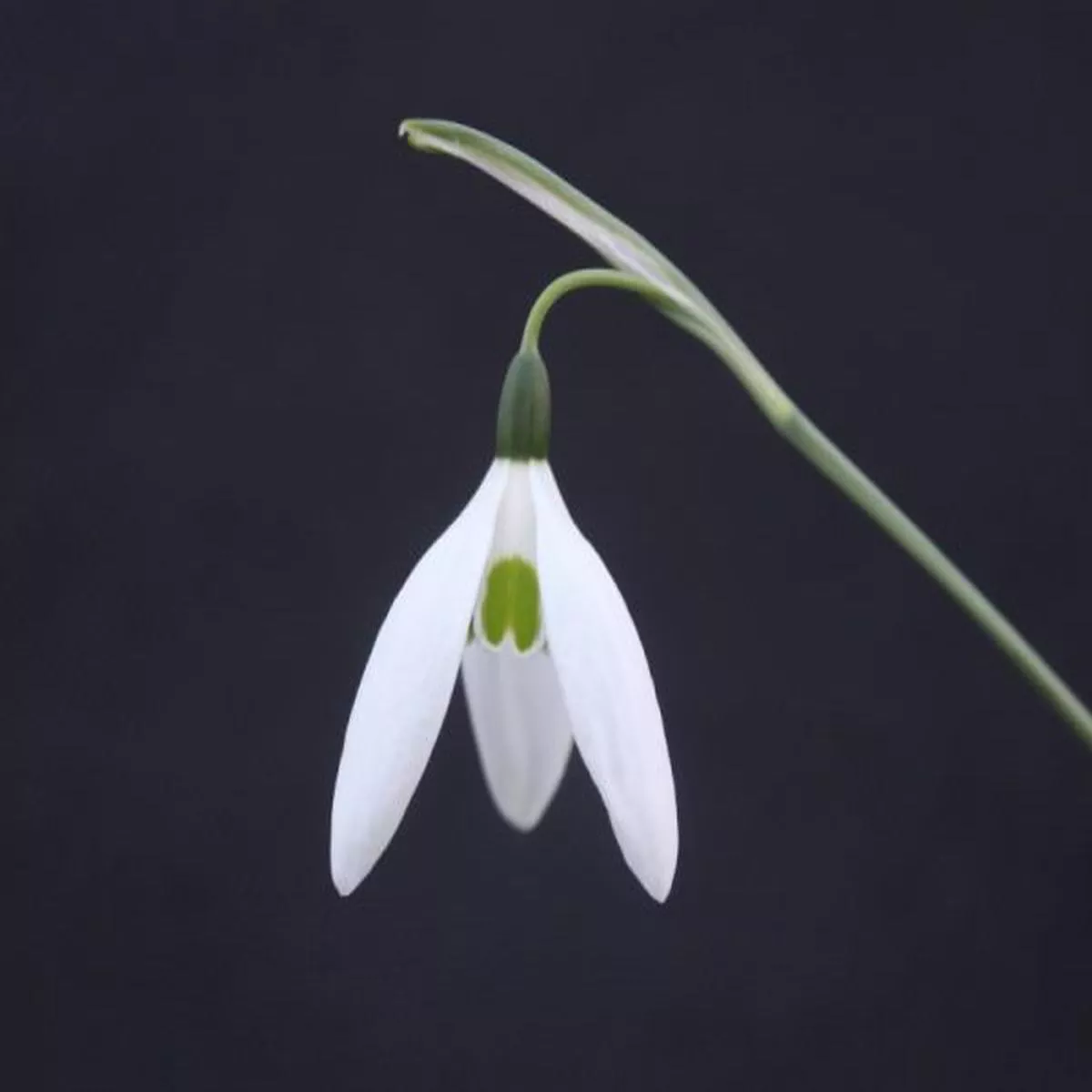 Galanthus Peg SharplesSnowdrop