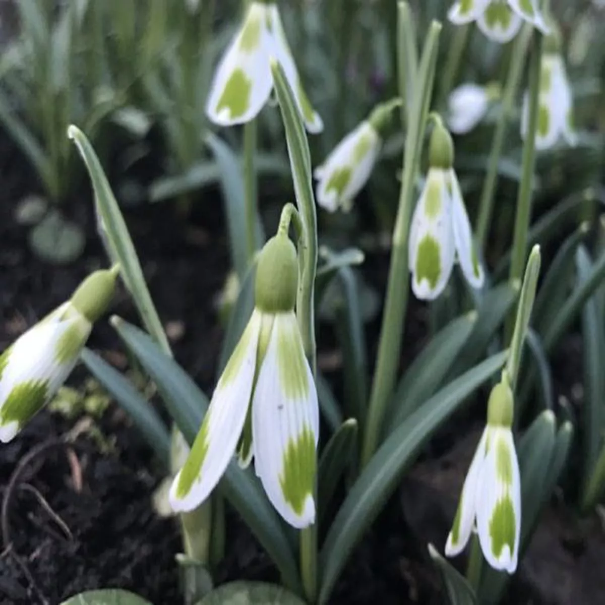 Galanthus Phil CornishSnowdrop