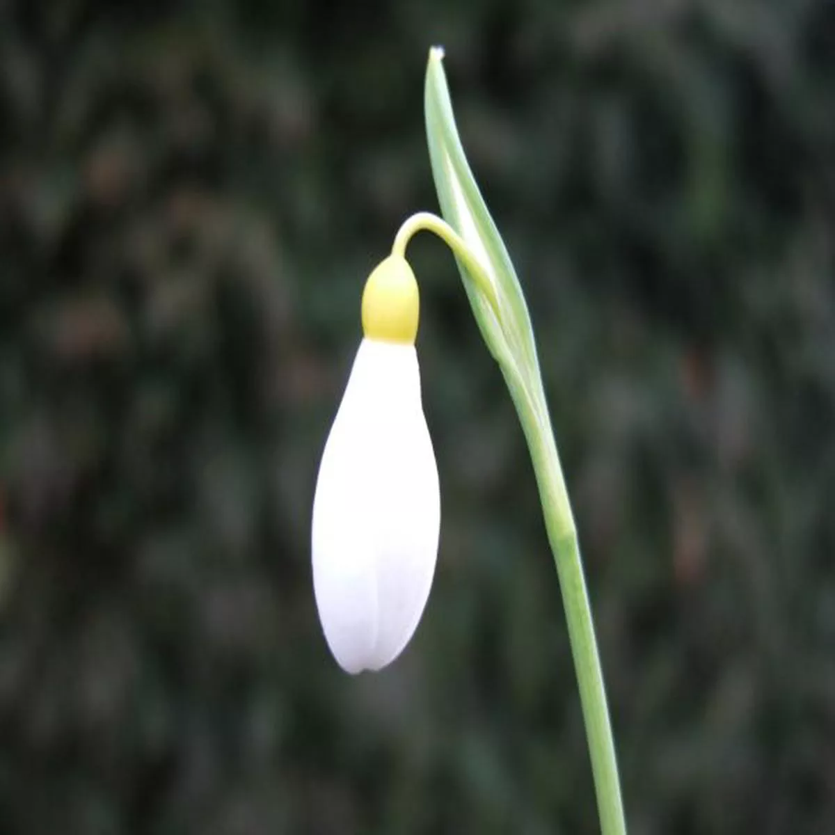 Galanthus plicatus MadelaineSnowdrop