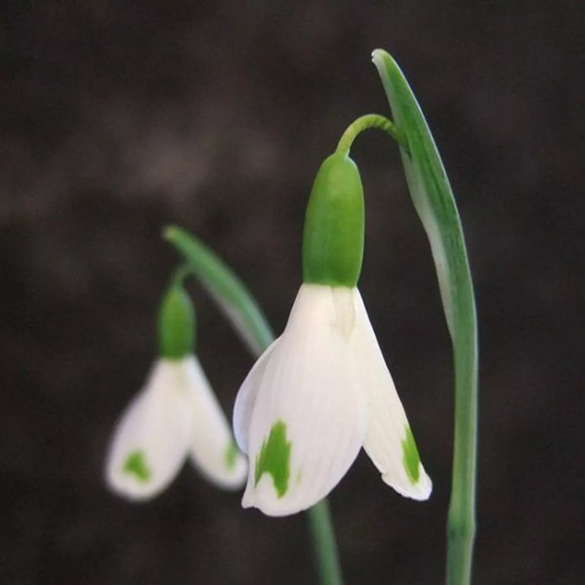 Galanthus plicatus TrymletSnowdrop