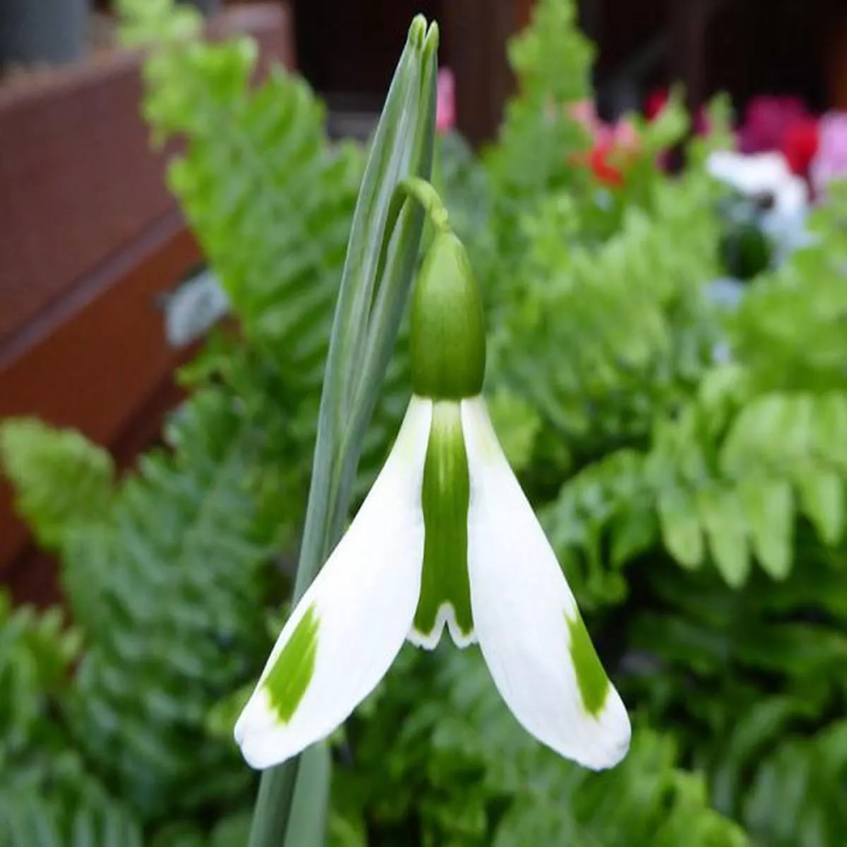 Galanthus plicatus The WizardSnowdrop