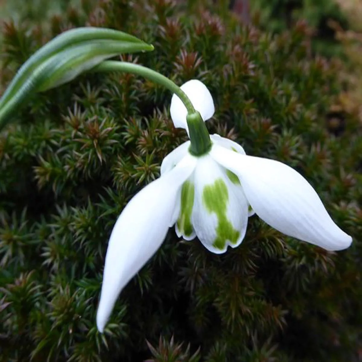 Galanthus Richard AyresSnowdrop