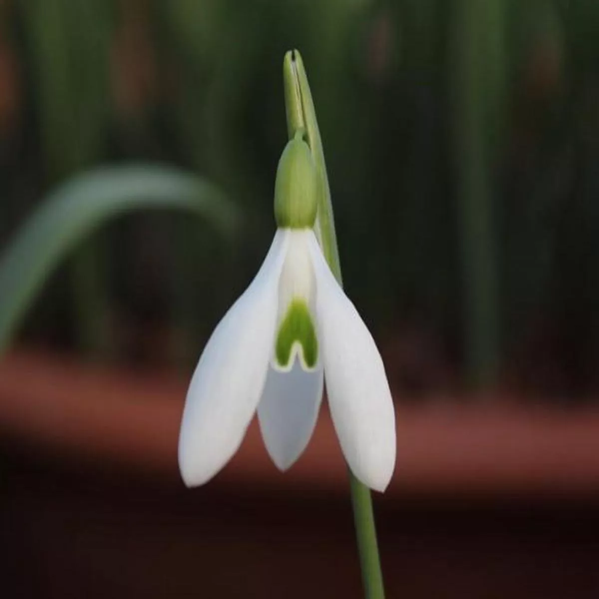 Galanthus rizehensis BaytopSnowdrop