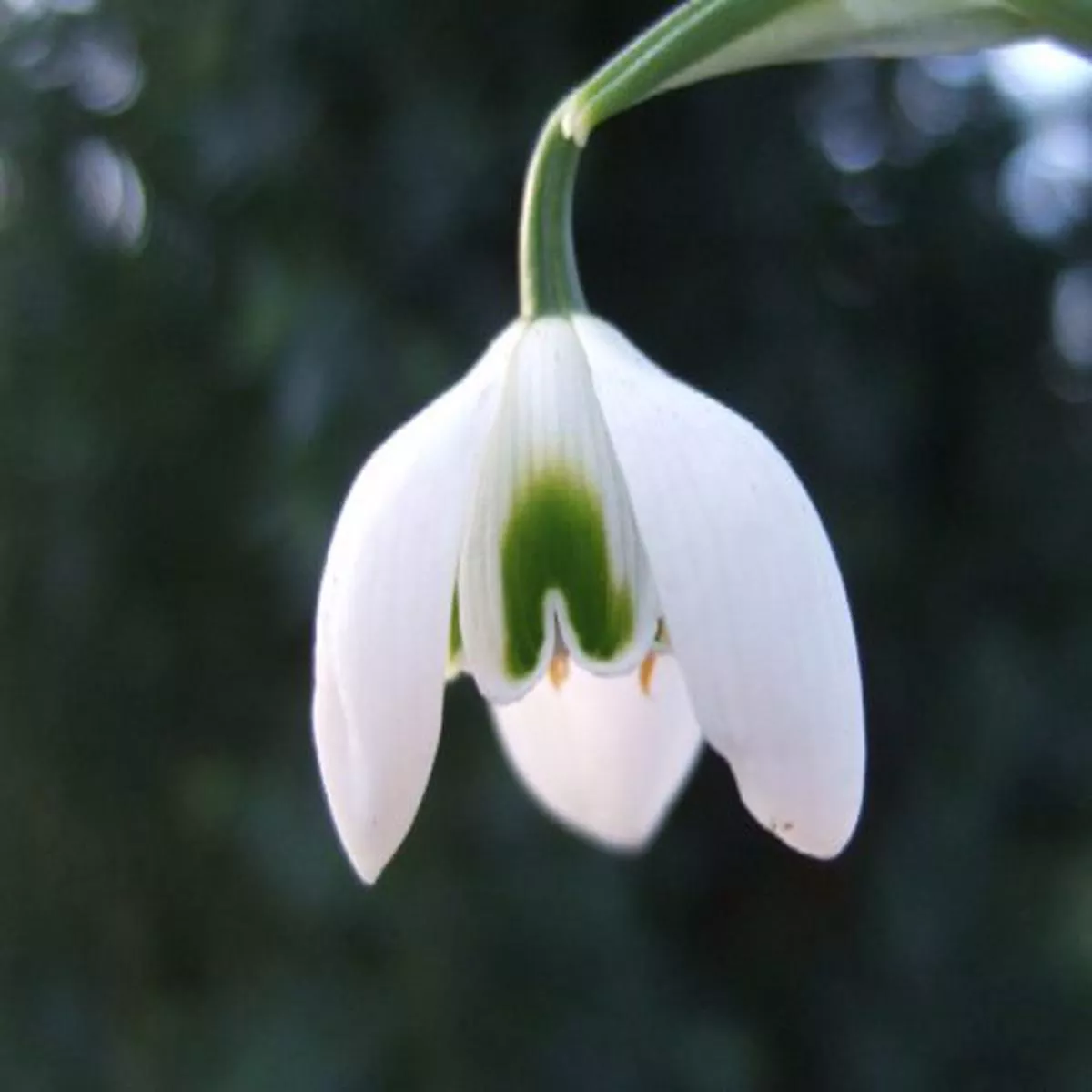 Galanthus RodmartonSnowdrop
