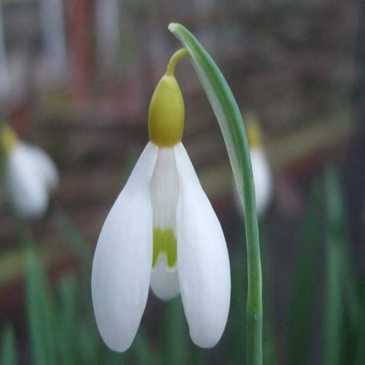 Galanthus Spindlestone SurpriseSnowdrop