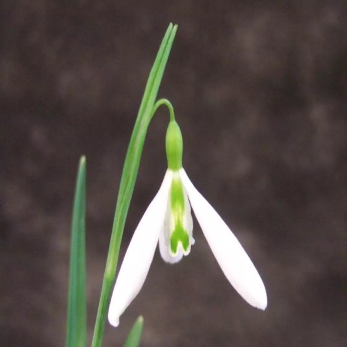Galanthus WaspSnowdrop