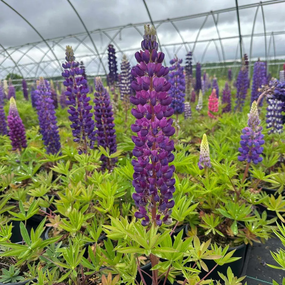 Gallery Blue Lupine