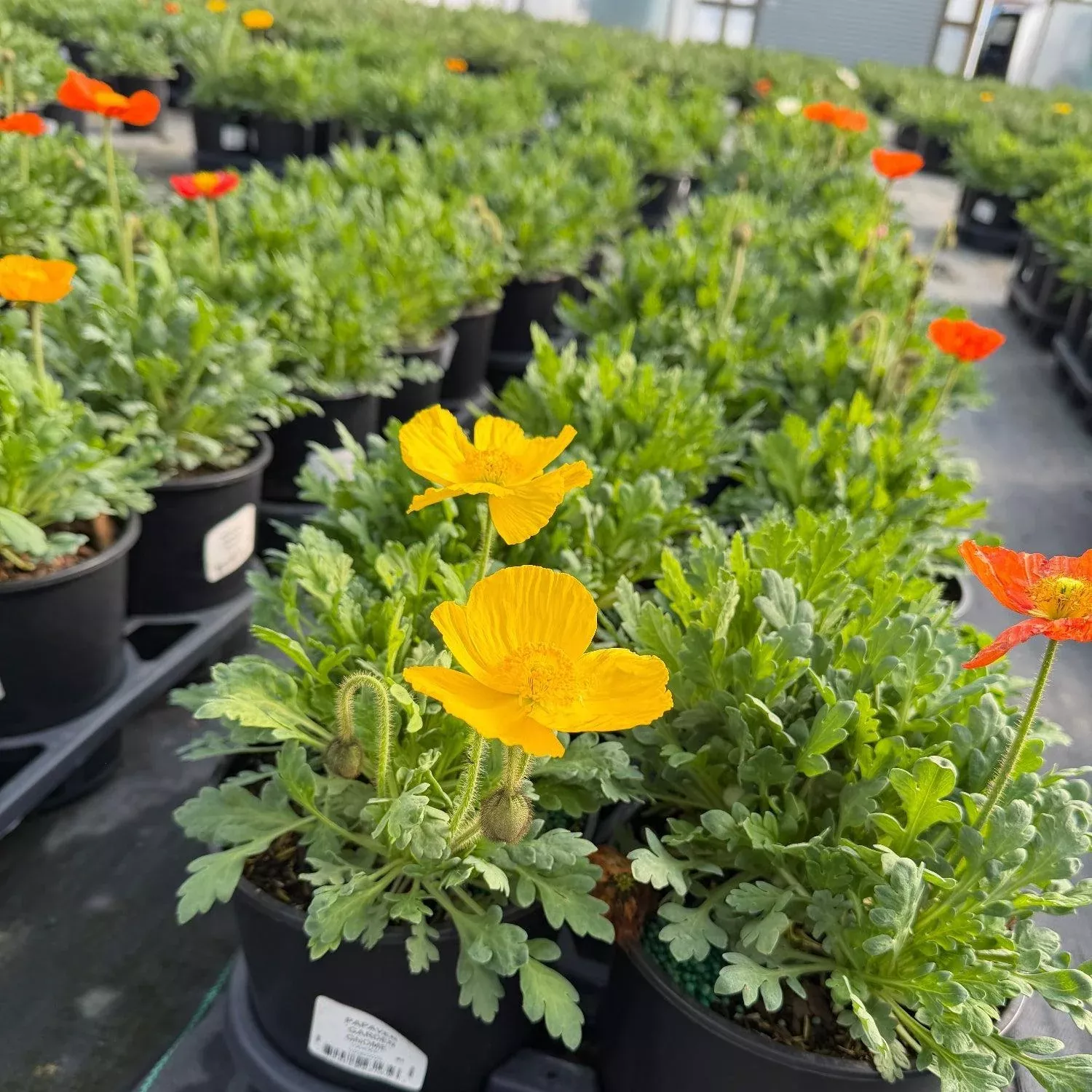 Garden Gnome Iceland Poppy
