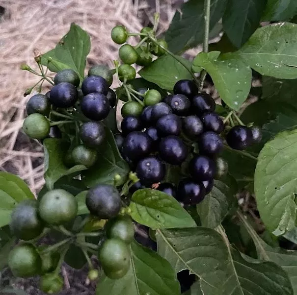 Garden Huckleberry Seeds