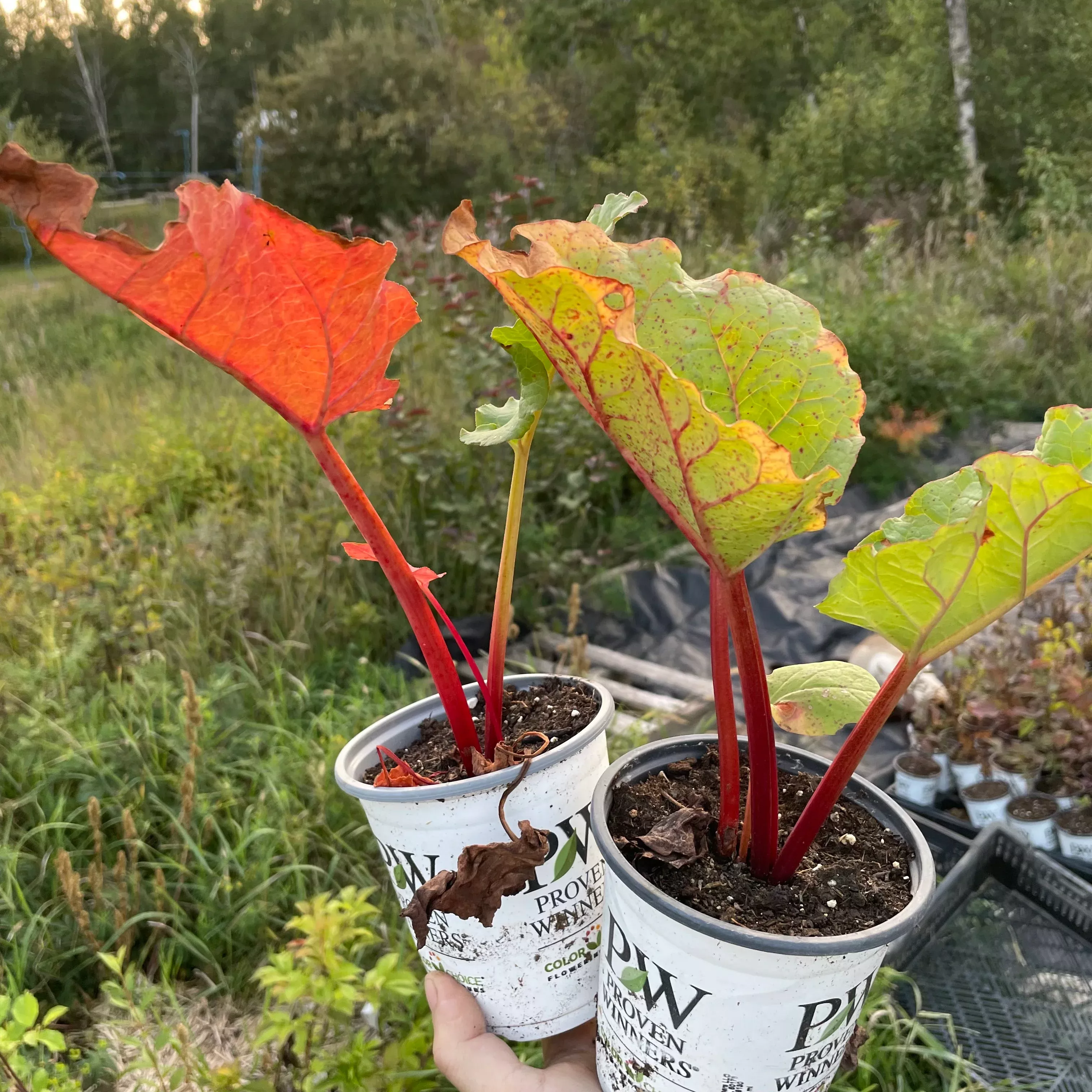 Garden Rhubarb (Rheum × hybridum)