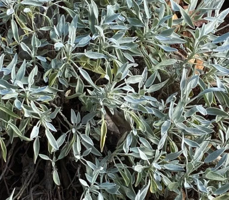 Garden Sage Seeds