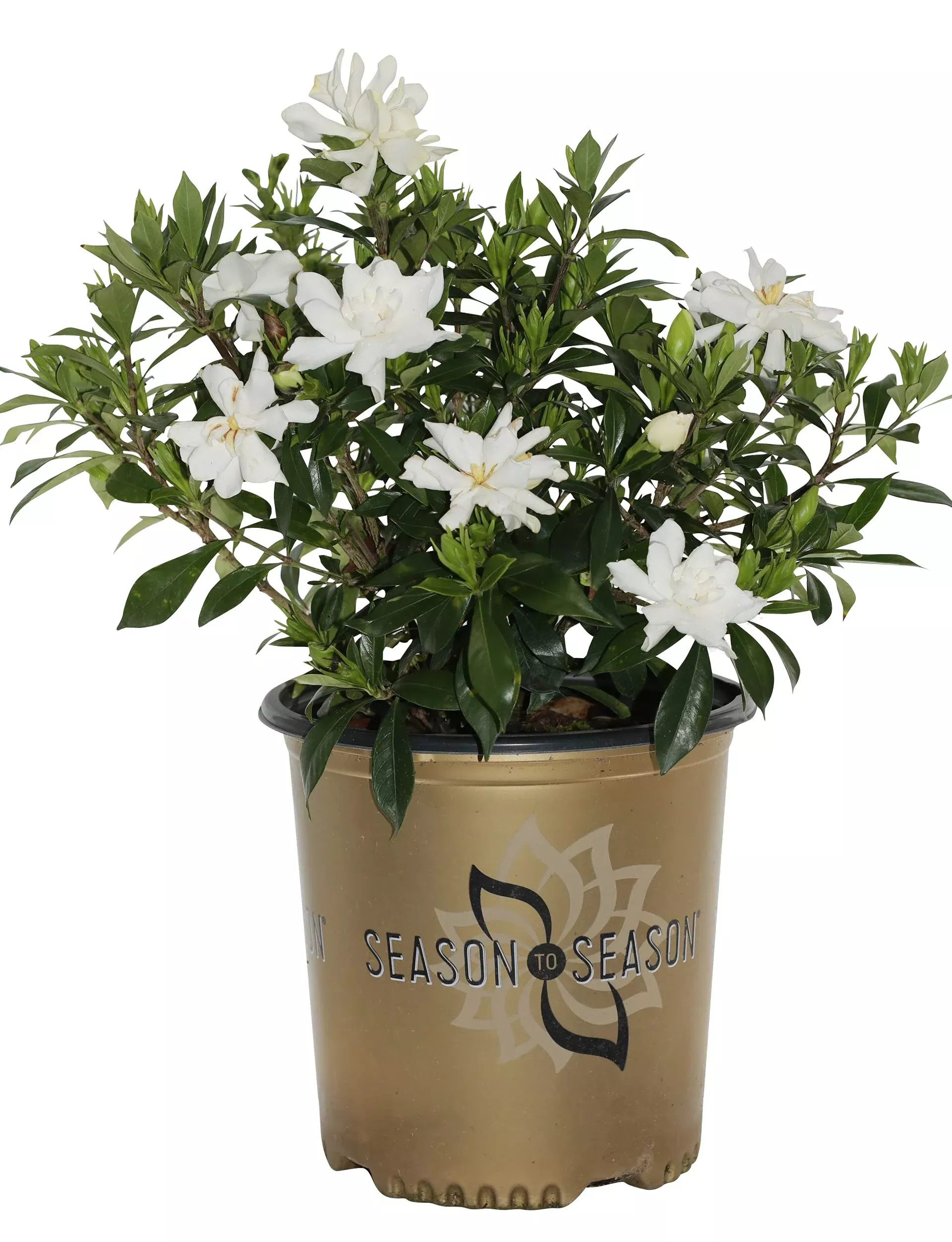 Gardenia Celestial Star™ - 2 Gallon