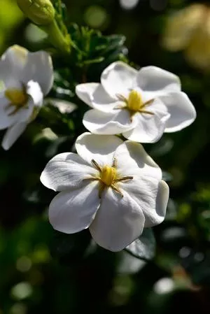 Gardenia 'Snow Globe' TM#3