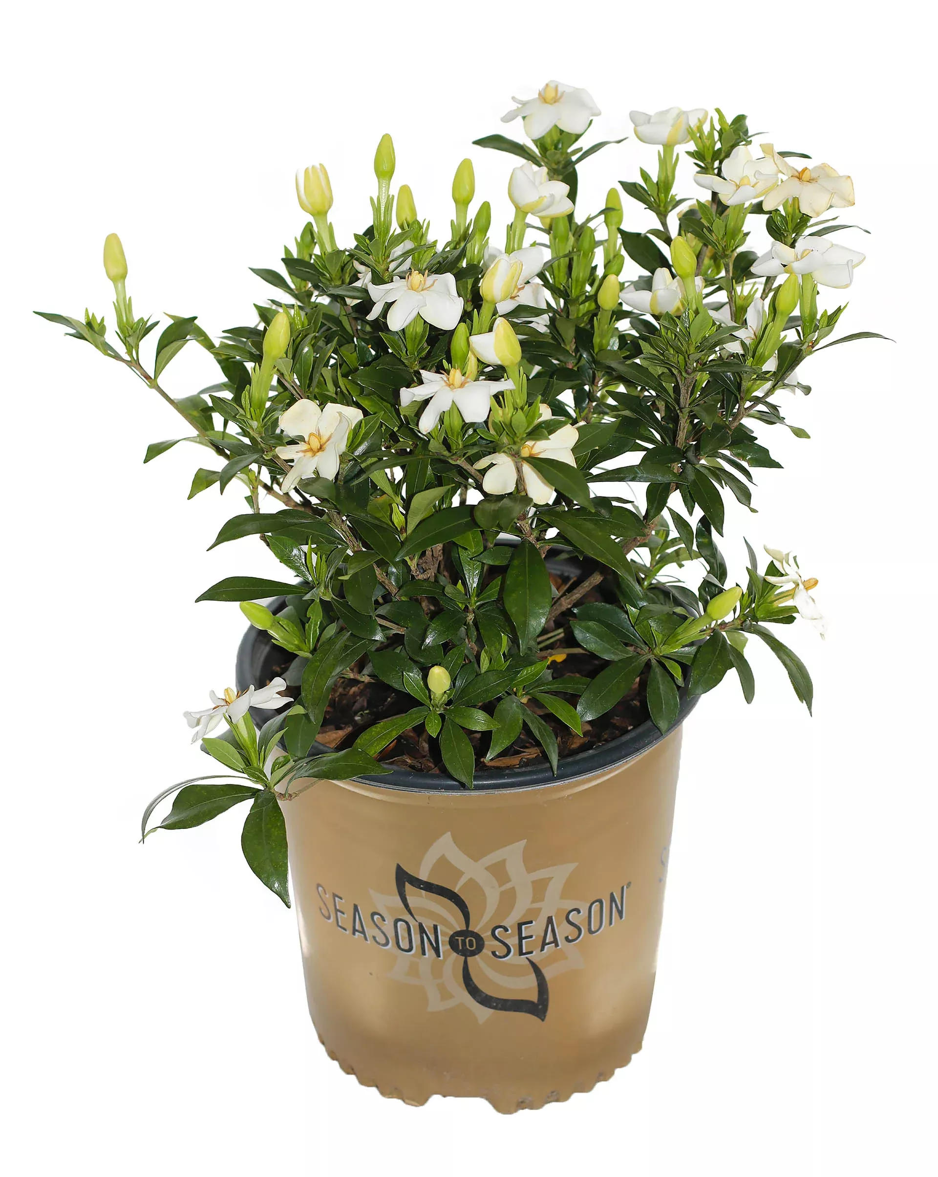 Gardenia Sweetheart™ - 2 Gallon