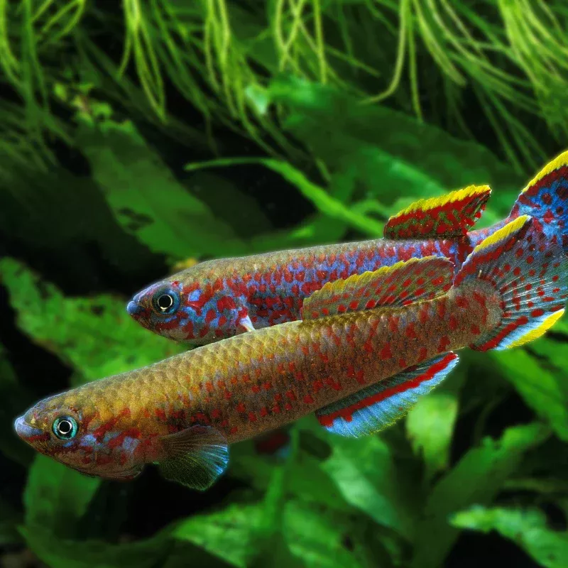 Gardneri Blue Killifish (Fundulopanchax gardneri) – Hardy Freshwater Fish for Planted Tanks – Brightly Colored, Peaceful Community Fish