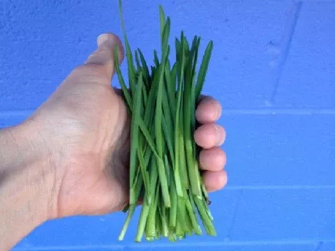 Garlic Chives Organic Seeds