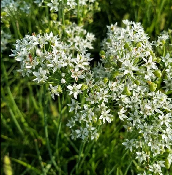 Garlic Chives Seeds