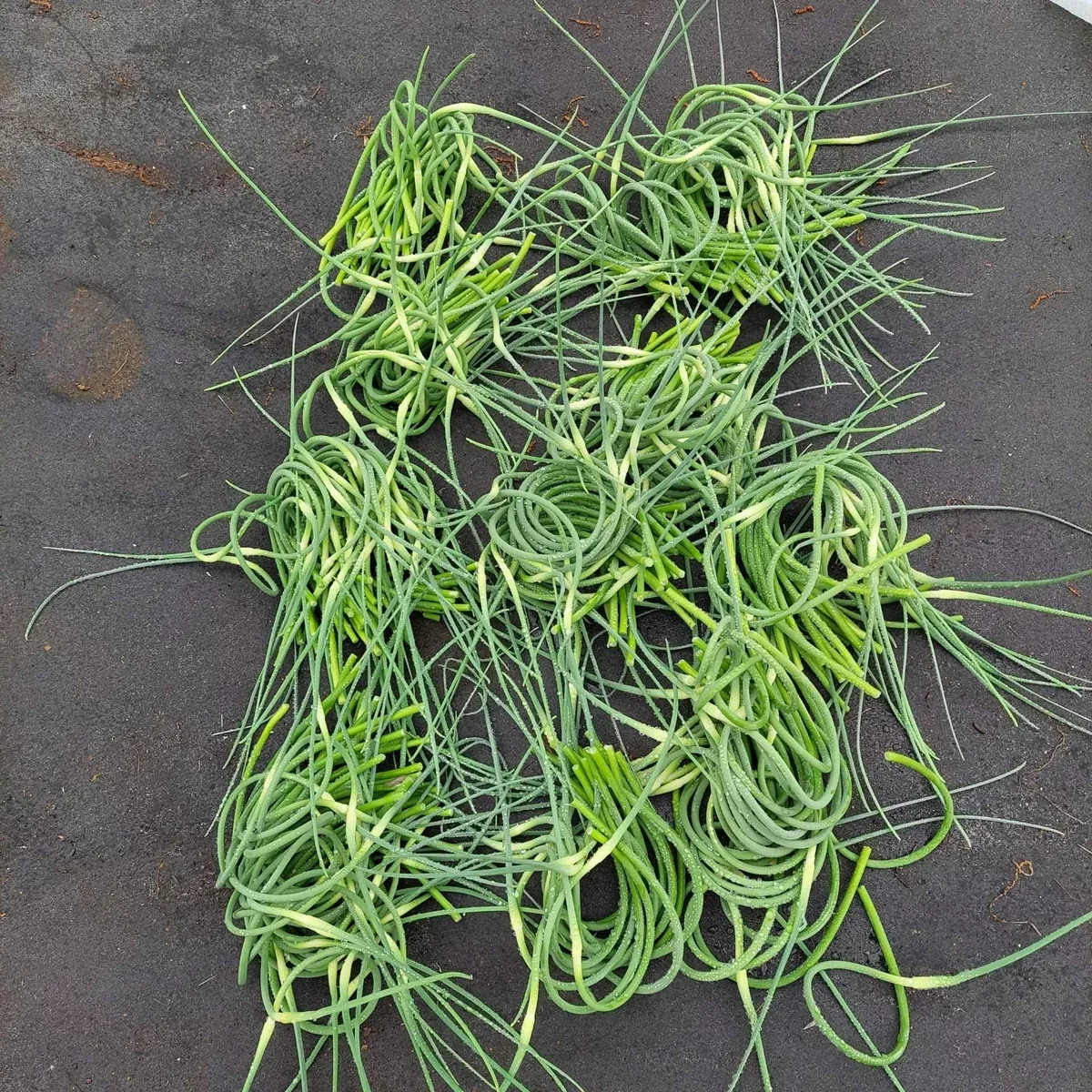 Garlic Scapes- 1 bundle