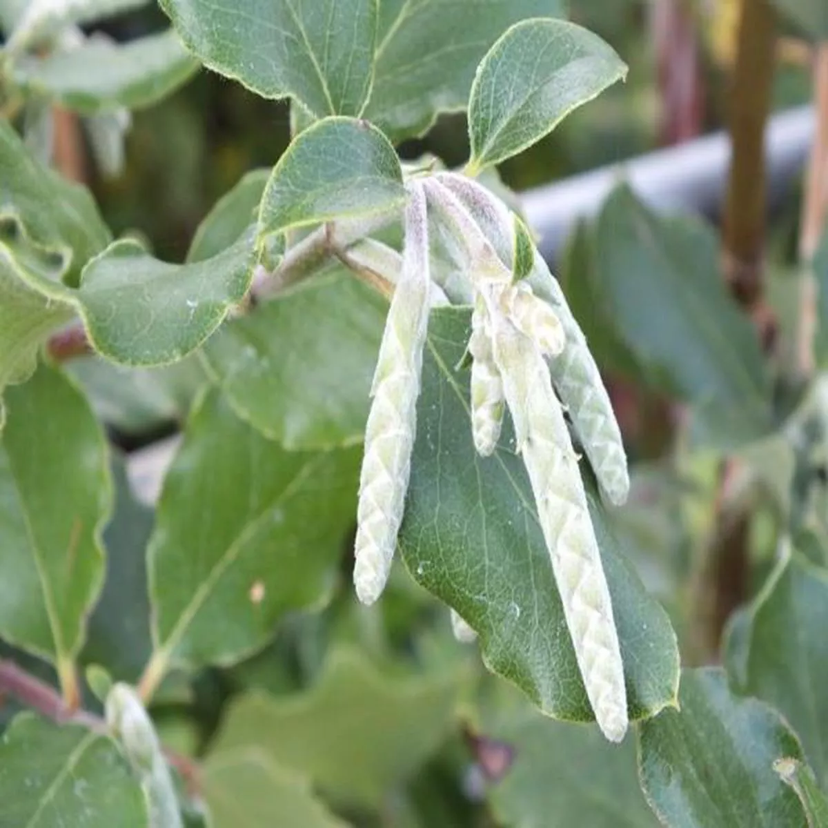 Garrya elliptica James RoofSilk tassel