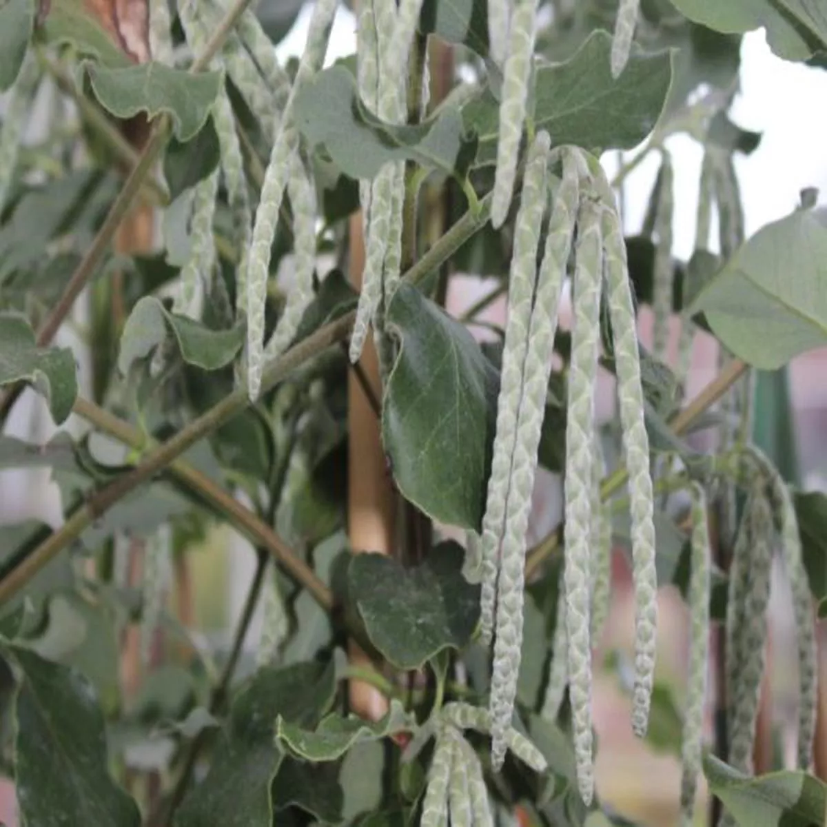 Garrya ellipticaSilk tassel