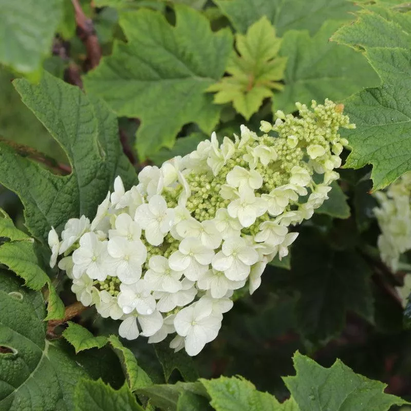 Gatsby Glow Ball Oakleaf hydrangea