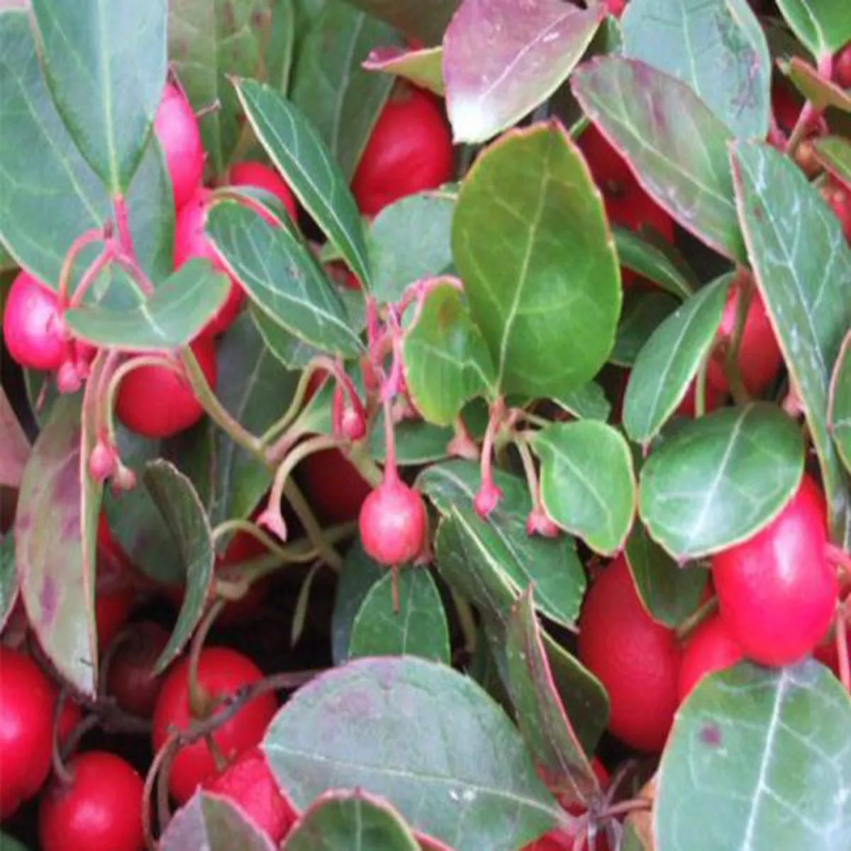 Gaultheria procumbensCheckerberry