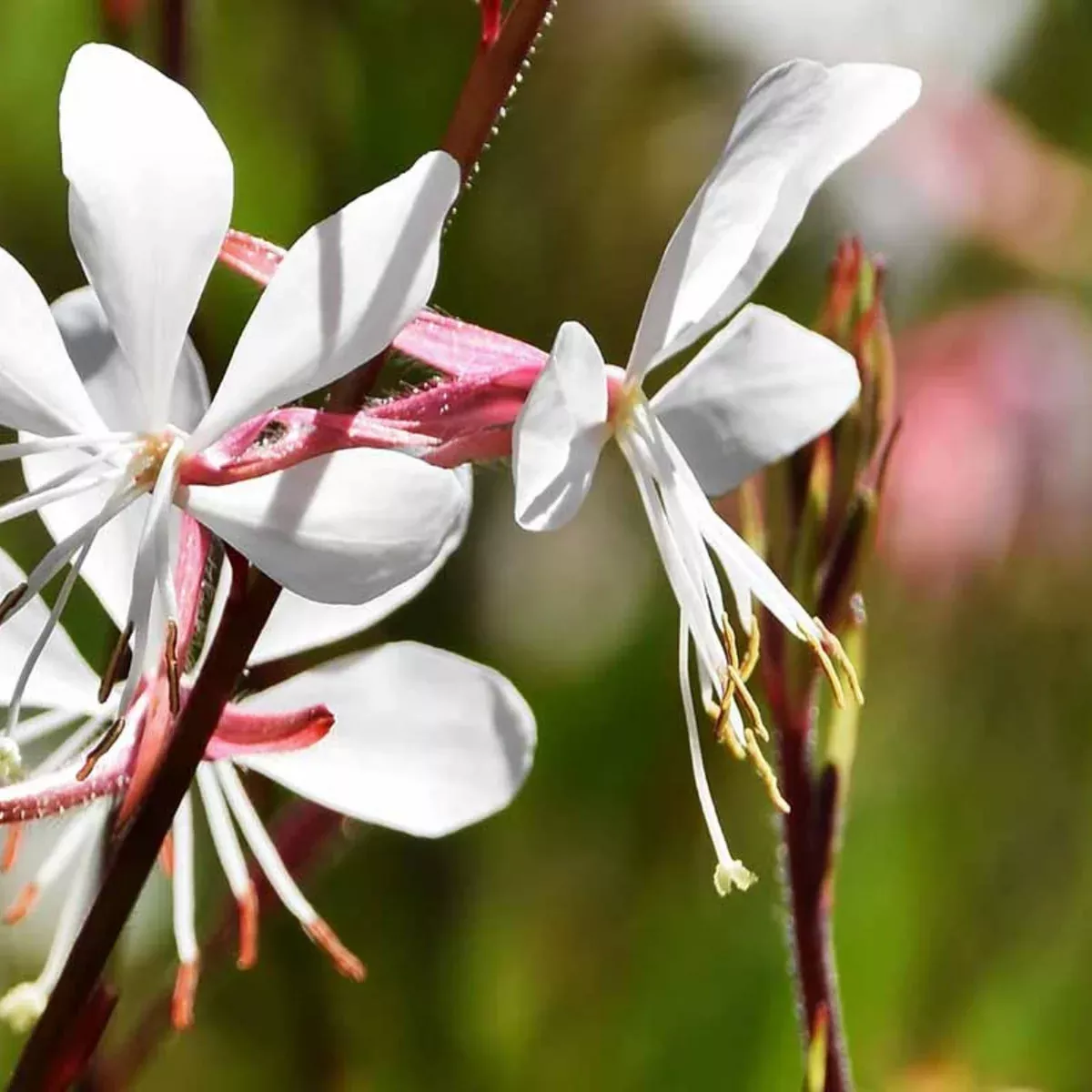 Gaura Lindheimeri 50+ Seeds (Oenothera lindheimeri) – Organic Wildflower with Graceful White & Pink Blooms – Pollinator-Friendly Garden Addition