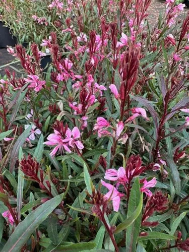Gaura lindheimeri 'Passionate Blush' / Butterfly Bush