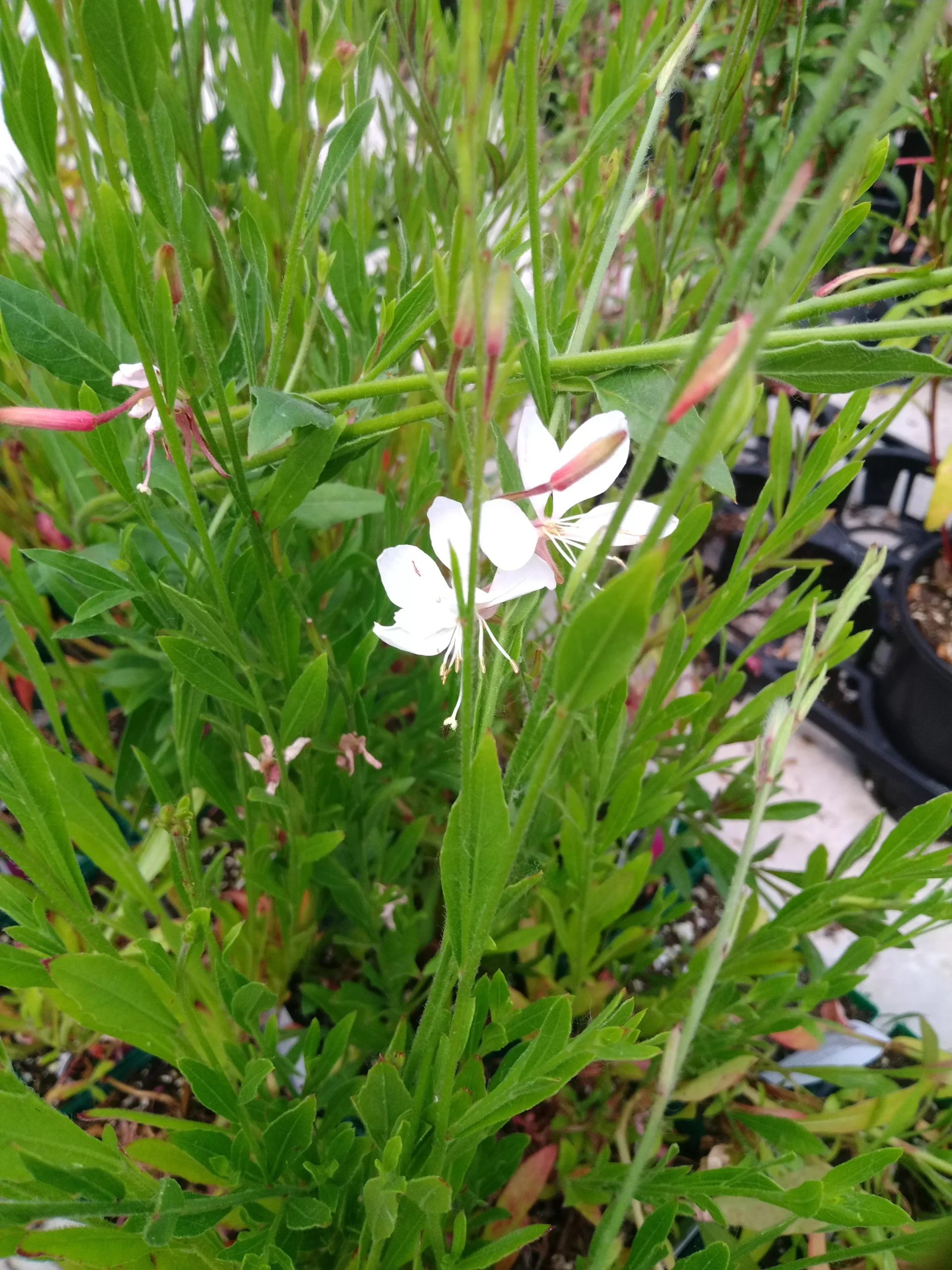 Gaura lindheimeri 'Siskiyou Pink'