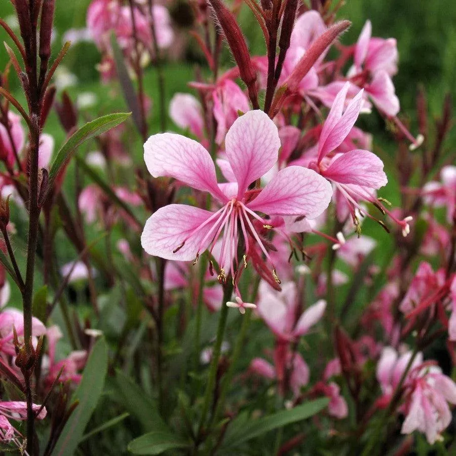 Gaura lindheimeri 'Sme-2'- Passionate Blush™ Gaura