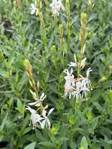 Gaura lindheimeri 'Sparkle White' / Butterfly Flower