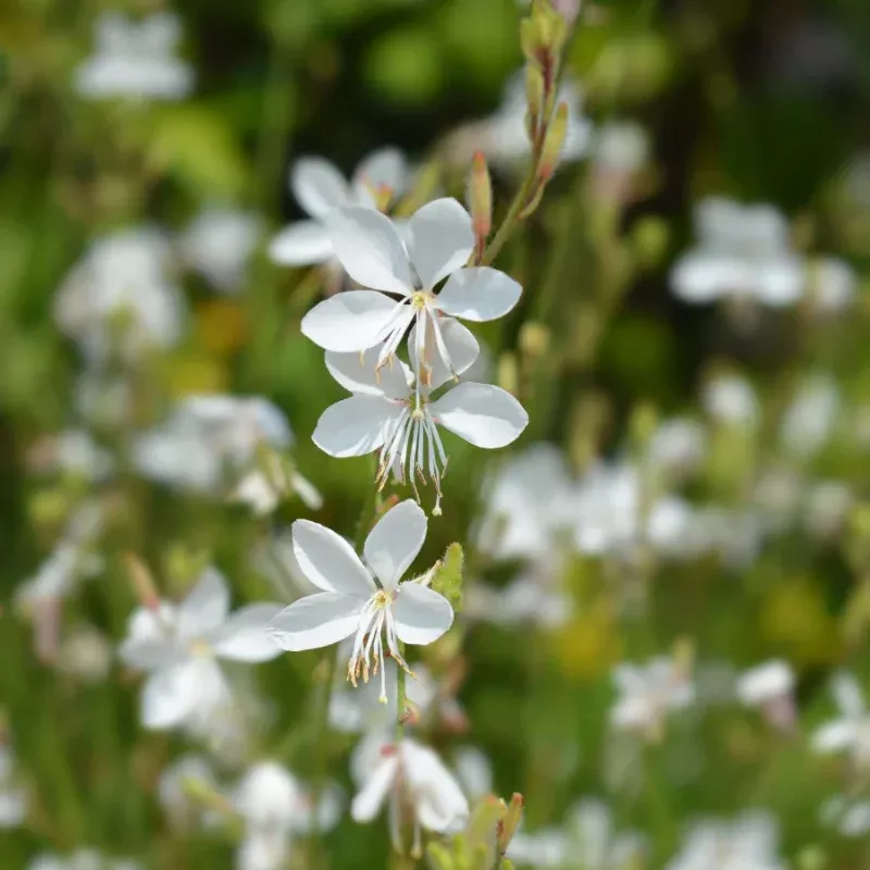 Gaura Steffi White Plant Plug (Gaura lindheimeri) – Graceful white blooms, drought-tolerant and perfect for sunny borders or wildflower gardens.