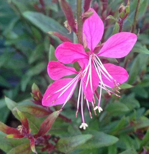 Gaura Whiskers Deep Rose