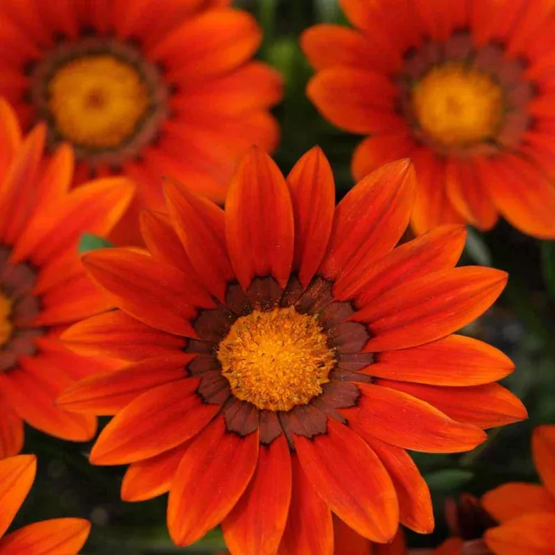 Gazania Rigens Giant Red Bronze Plant Plug (Gazania rigens) – Bold red-bronze flowers, sun-loving and drought-tolerant, perfect for sunny spots.