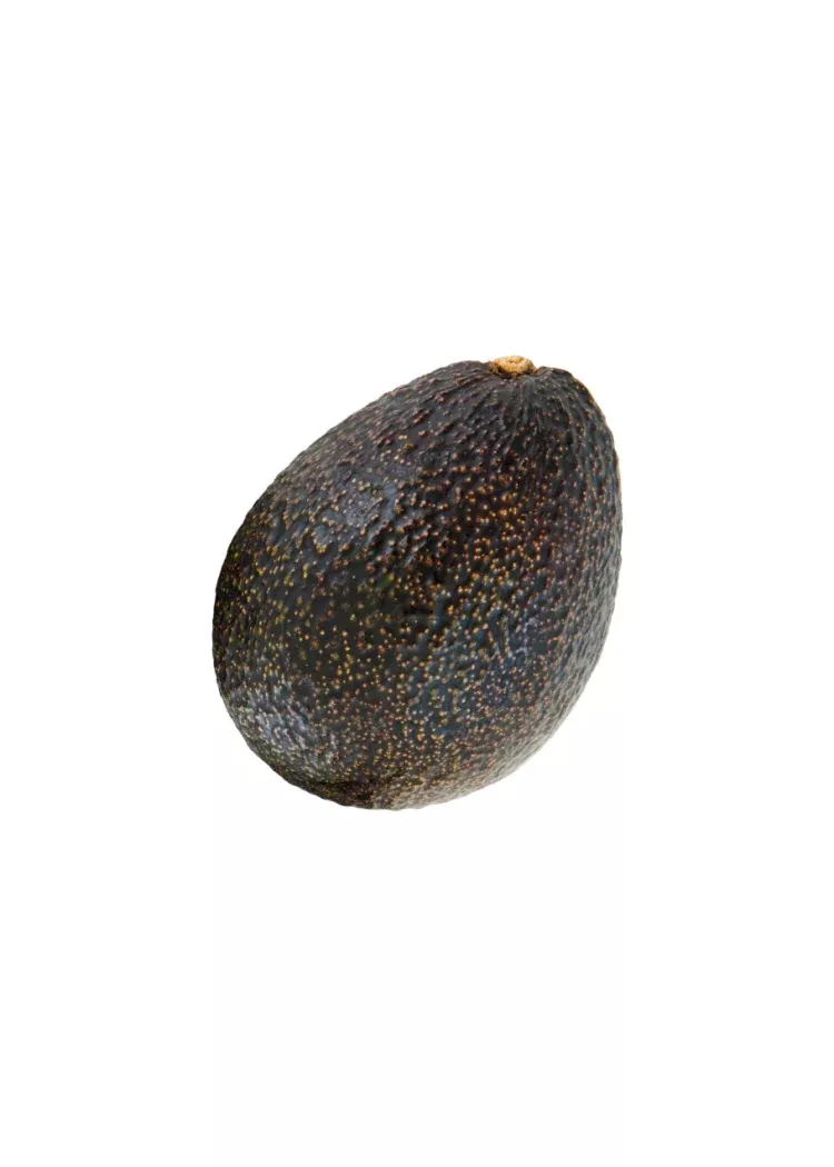 Gem Avocado Tree